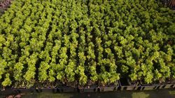 Buxo enano, boj de pasillos