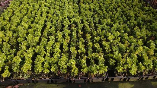 Buxo enano, boj de pasillos