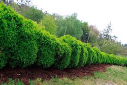 Buxo enano, boj de pasillos