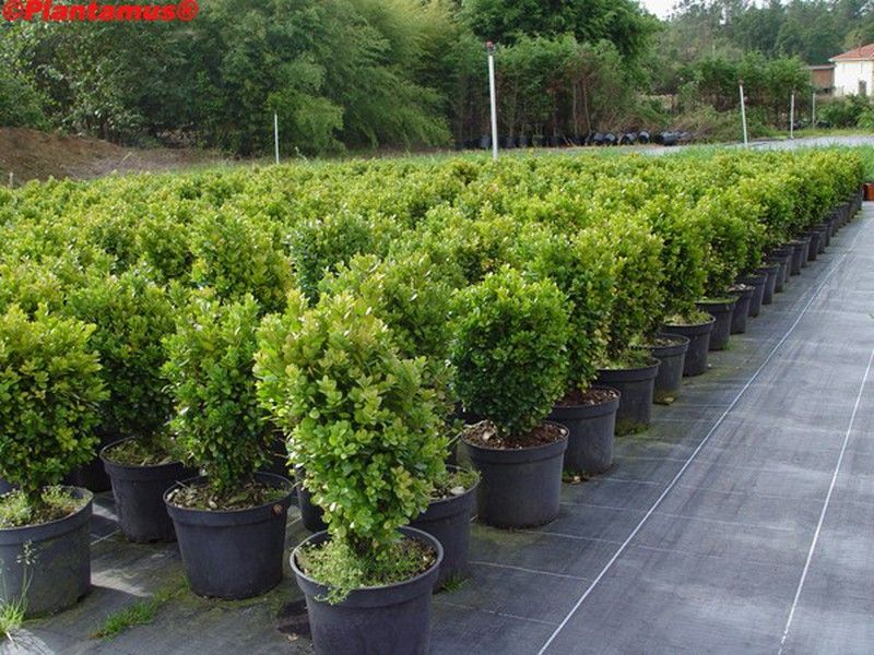 buis-nain-vente-de-plantes-buis-pour-haies-basses-plantamus