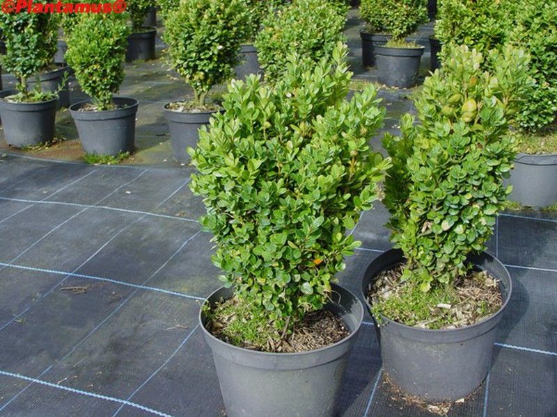 buis-nain-vente-de-plantes-buis-pour-haies-basses-plantamus