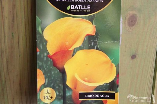 CALA AMARILLA BORDE NARANJA. Lirio de agua