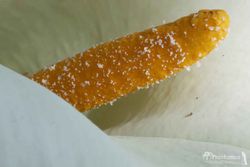 CALA BLANCA. LIRIO DE AGUA.