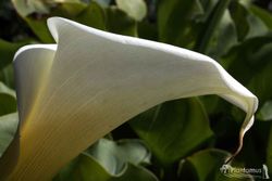CALA BLANCA. LIRIO DE AGUA.