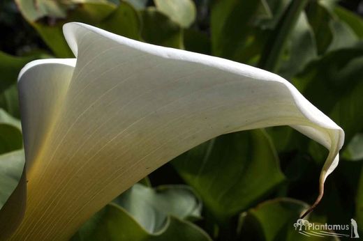 CALA BLANCA. LIRIO DE AGUA.
