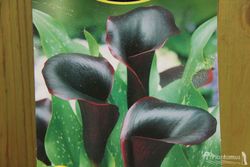 CALA NEGRA SCHWAEZWALDER. LIRIO DE AGUA