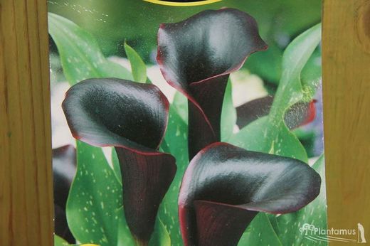 CALA NEGRA SCHWAEZWALDER. LIRIO DE AGUA