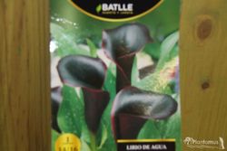 CALA NEGRA SCHWAEZWALDER. LIRIO DE AGUA