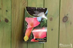 CALA ROSA. LIRIO DE AGUA