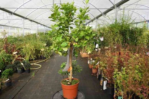 Calamondin, laranjeira chinesa em vaso, Citrus fortunella mitis