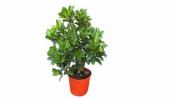 Calamondin, laranjeira chinesa em vaso, Citrus fortunella mitis