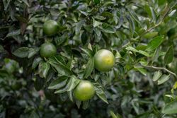 Calamondin, laranjeira chinesa em vaso, Citrus fortunella mitis