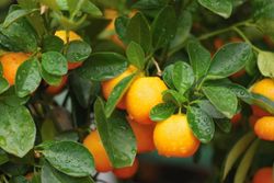 Calamondin, laranjeira chinesa em vaso, Citrus fortunella mitis