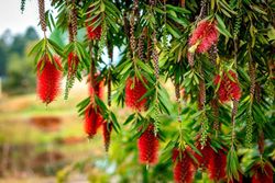 Callistemon laevis