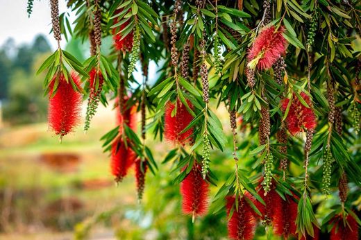Callistemon laevis
