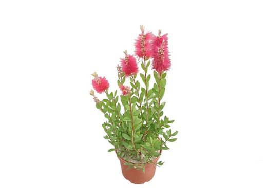 Callistemon laevis