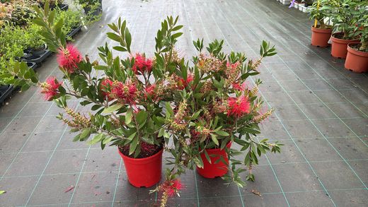 Callistemon laevis
