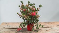 Callistemon laevis