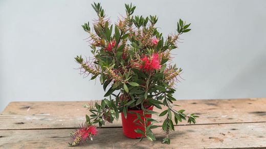 Callistemon laevis