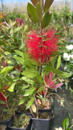 Callistemon laevis