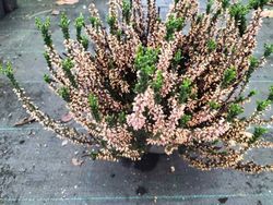 Calluna vulgaris Skyline, brezo