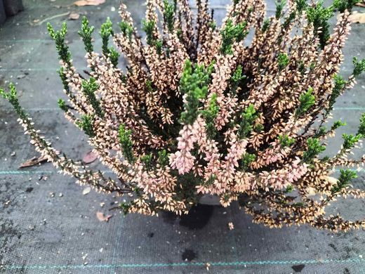 Calluna vulgaris Skyline, brezo