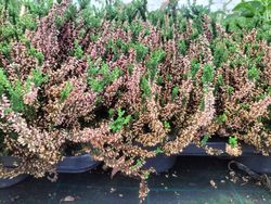 Calluna vulgaris Skyline, brezo