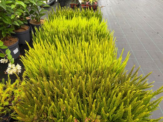 Calluna vulgaris Skyline, brezo