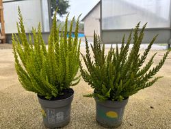 Calluna vulgaris Skyline, brezo