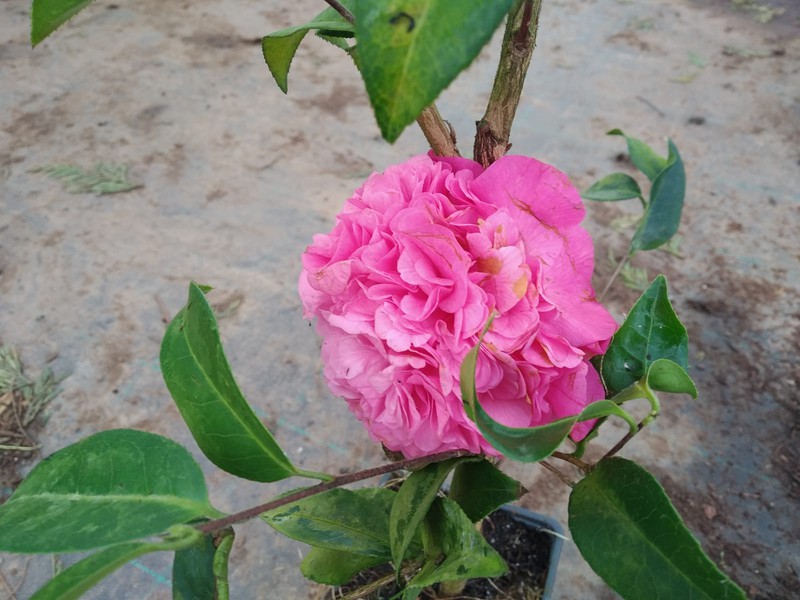 camellias japonicas — Plantamus Vivero online