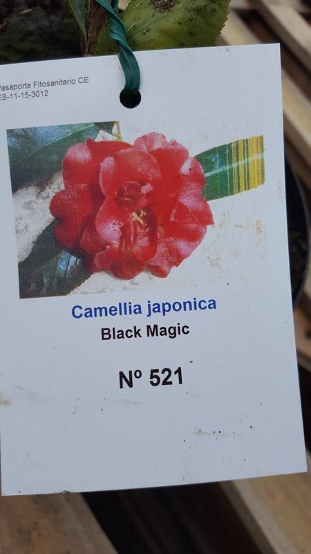 Camellia japonica Black magic