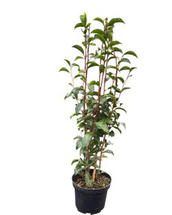 Camellia japonica Black magic