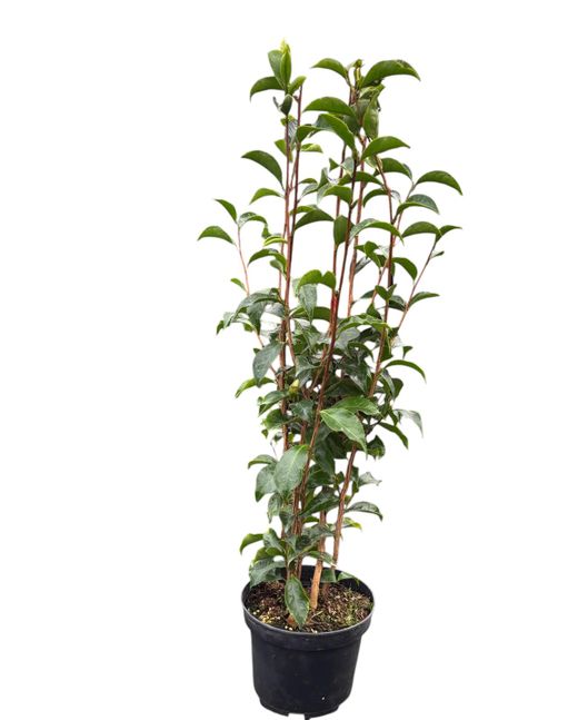 Camellia japonica Black magic