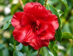 Camellia japonica Black magic