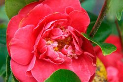 Camellia japonica Blood of china