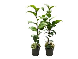 Camellia japonica Blood of china