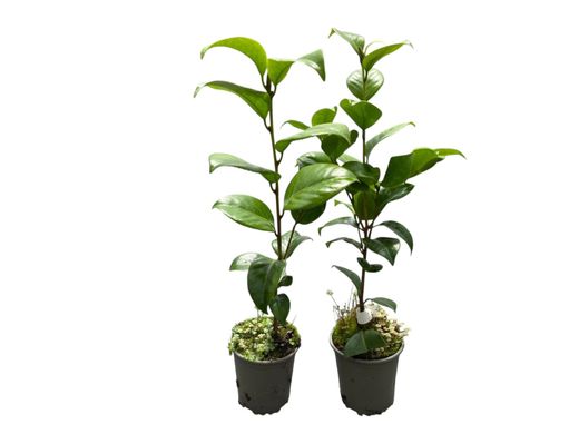 Camellia japonica Blood of china
