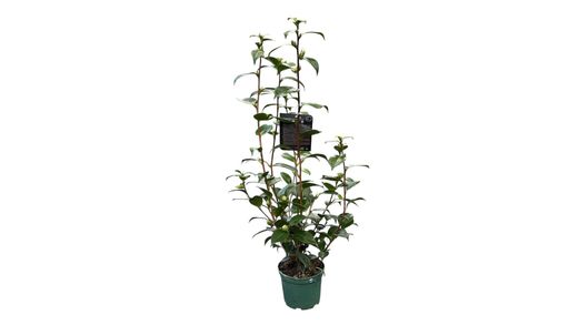 Camellia japonica Blood of china