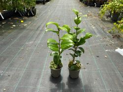 Camellia japonica Blood of china