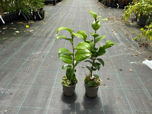 Camellia japonica Blood of china