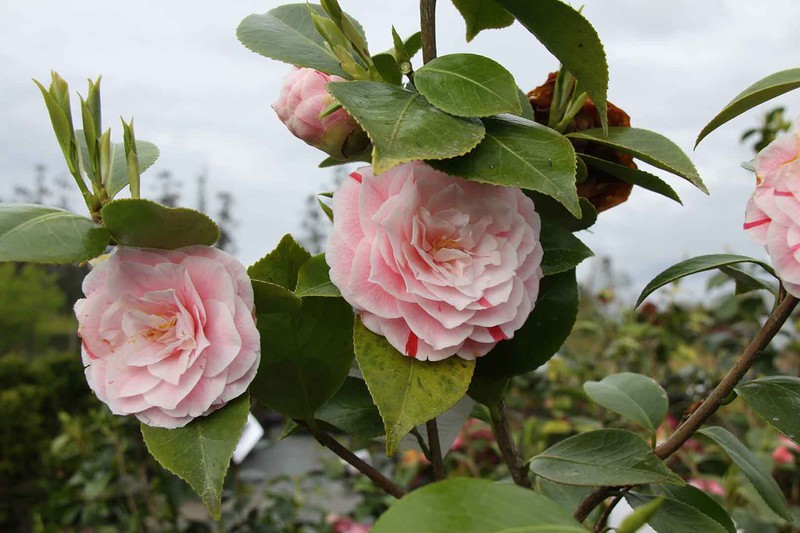 Camellia japonica Bonomiana nova — Plantamus Pépinière en ligne