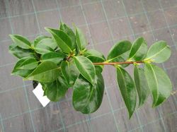 Camelia japonica Bonomiana nova