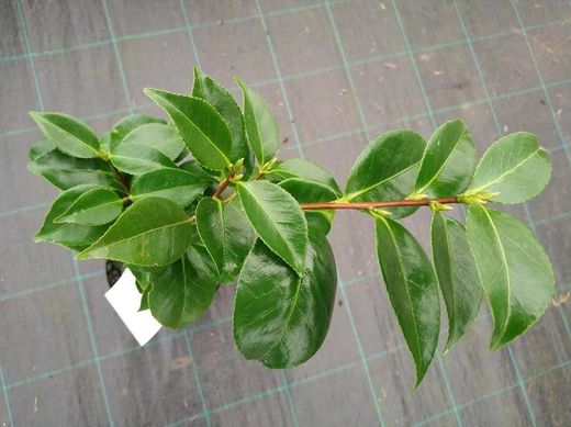 Camelia japonica Bonomiana nova
