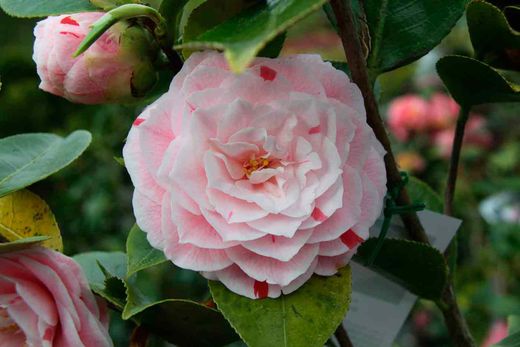Camelia japonica Bonomiana nova