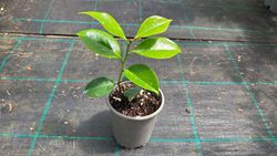 Camelia japonica Bonomiana nova