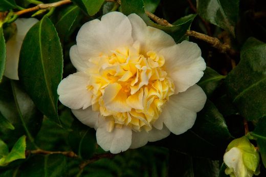 Camellia japonica "Brushfield's yellow"