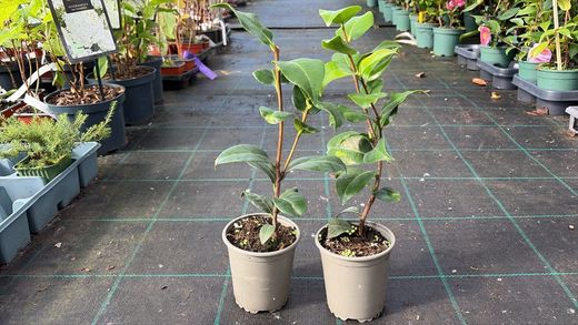 Camellia japonica "Brushfield's yellow"