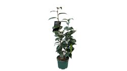 Camellia japonica "Brushfield's yellow"