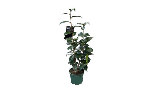 Camellia japonica "Brushfield's yellow"