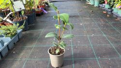 Camellia japonica "Brushfield's yellow"